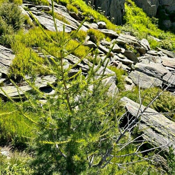 Larix lyallii Leaf