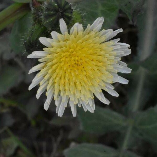 Sonchus oleraceus 花