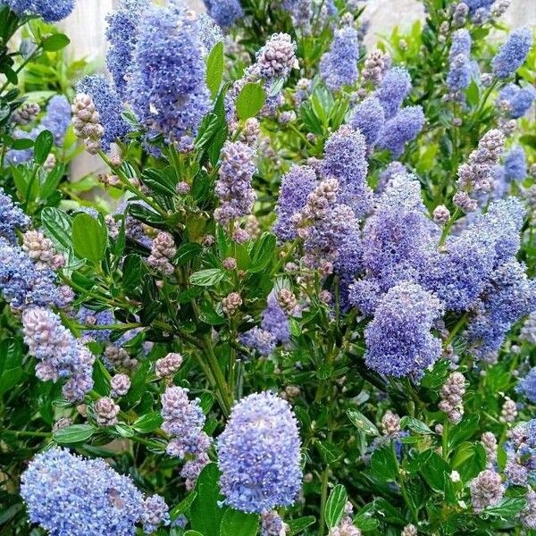 Ceanothus thyrsiflorus عادت