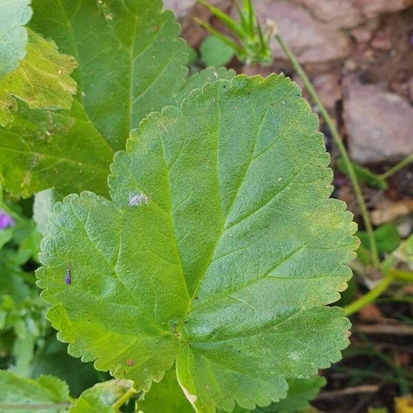 Erodium malacoides Hoja