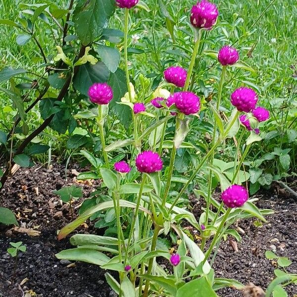 Gomphrena globosa Hábito