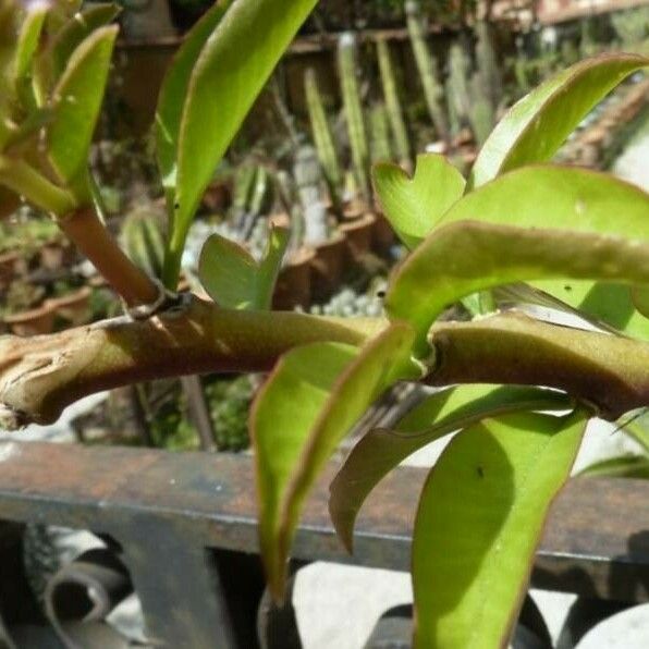 Pereskia aculeata Feuille