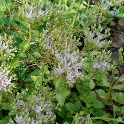 Sedum glaucophyllum Blüte