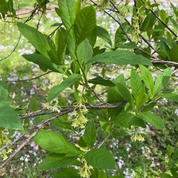 Oemleria cerasiformis Blomst