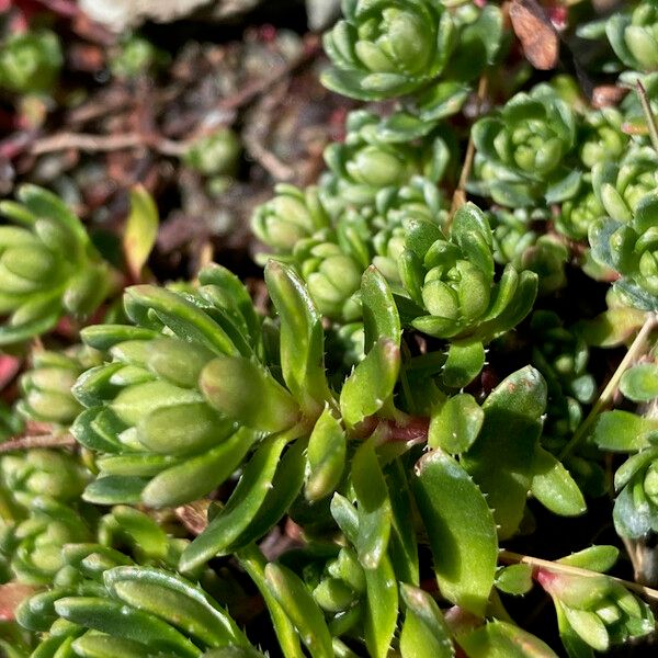 Saxifraga aizoides Лист