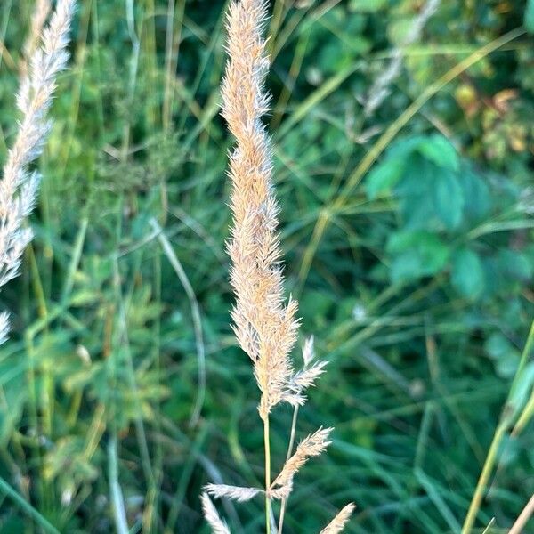 Calamagrostis epigejos 果