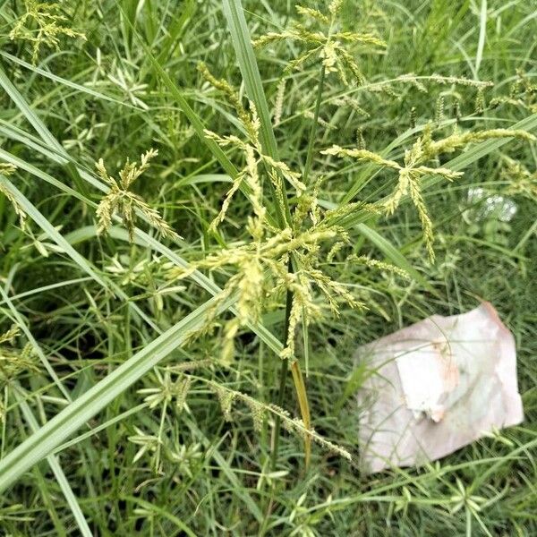 Cyperus iria പുഷ്പം