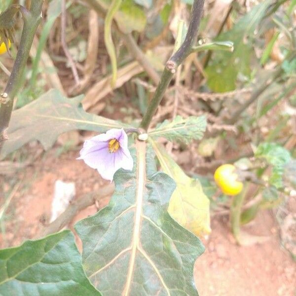 Solanum linnaeanum Квітка