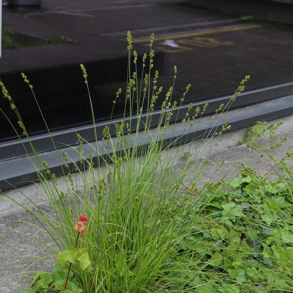 Carex leersii Habitus