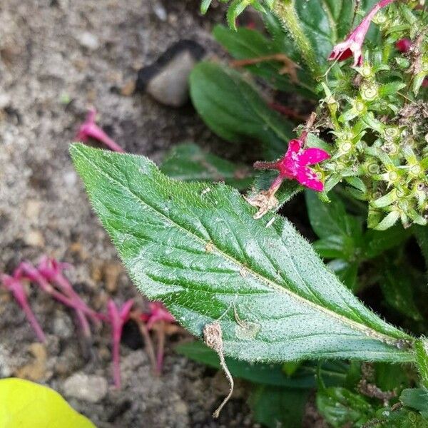 Pentas lanceolata ᱥᱟᱠᱟᱢ