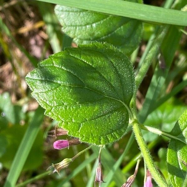 Clinopodium nepeta Fulla