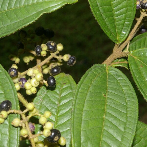 Miconia ibaguensis List