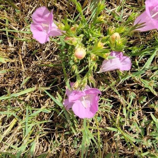 Agalinis purpurea 花