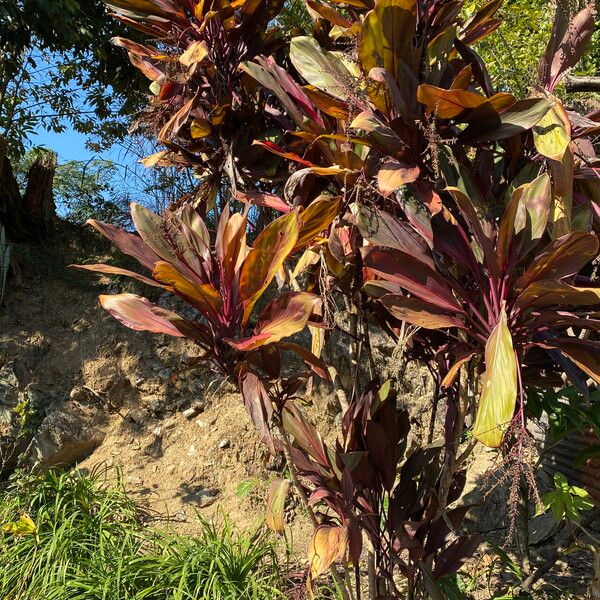 Cordyline fruticosa Buveinė