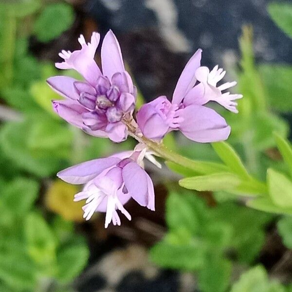 Polygala comosa Floare