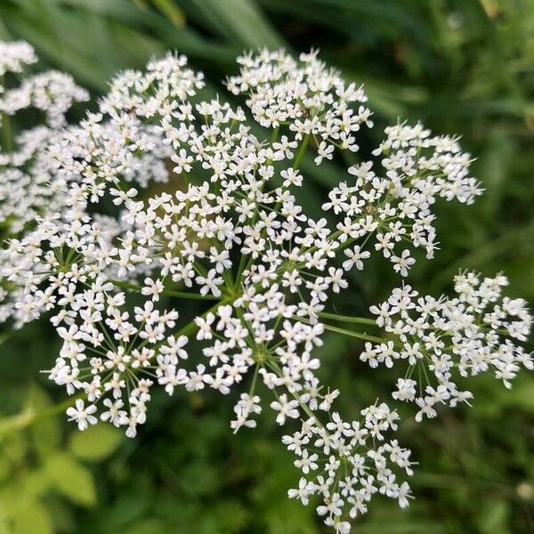 Aegopodium podagraria Flower