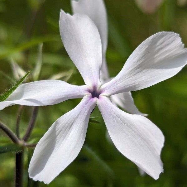 Phlox divaricata Květ