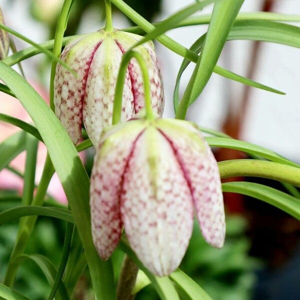 Fritillaria meleagris Altul/Alta