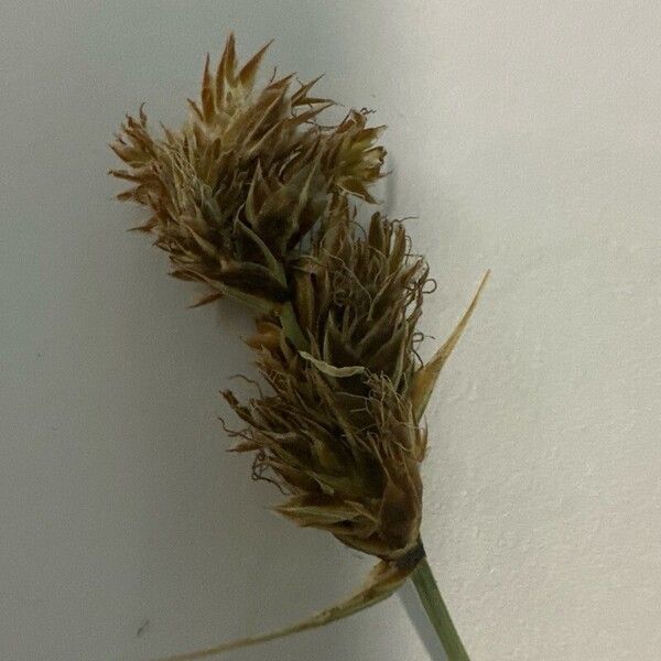 Carex divisa Flor