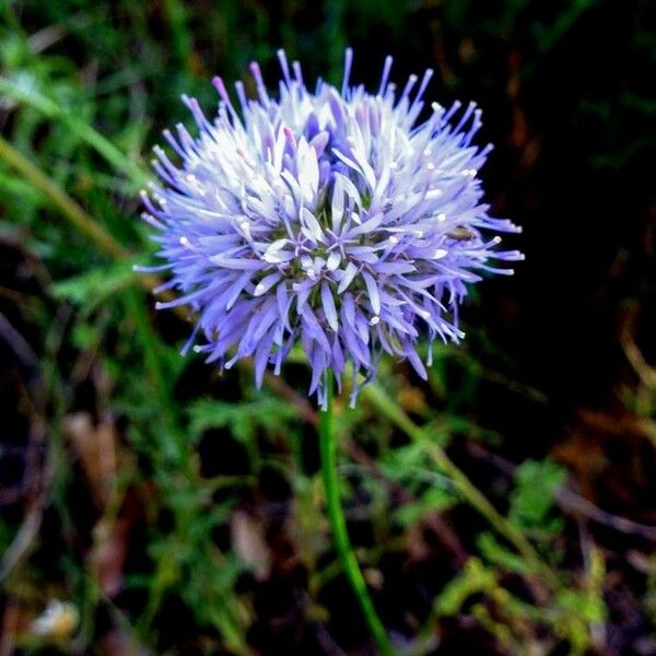 Jasione montana Blomma