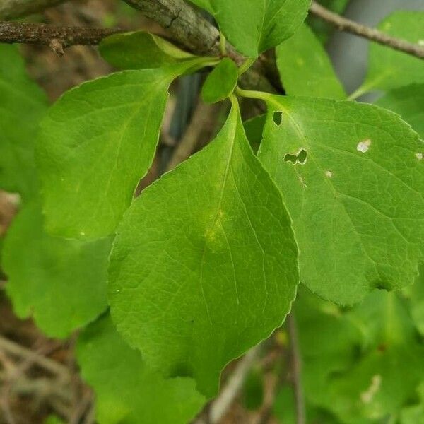 Celastrus orbiculatus Leaf