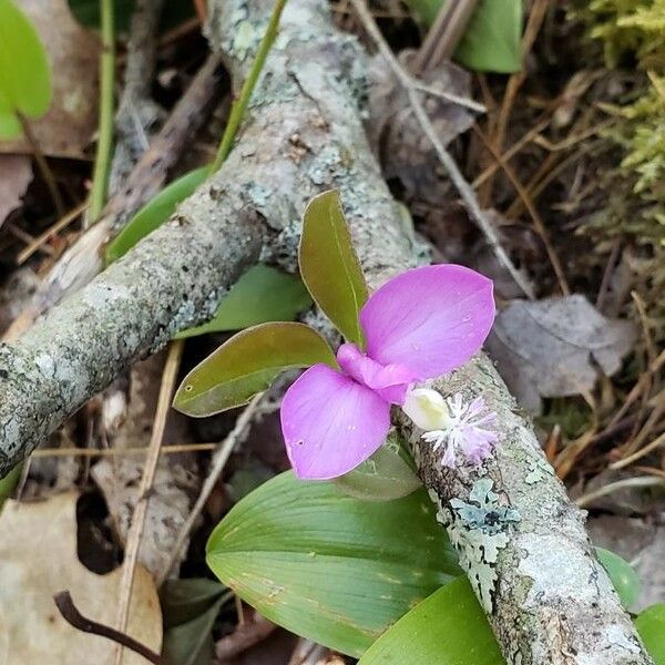 Polygala paucifolia फूल