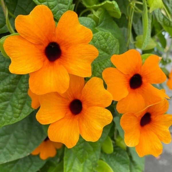 Thunbergia alata Žiedas