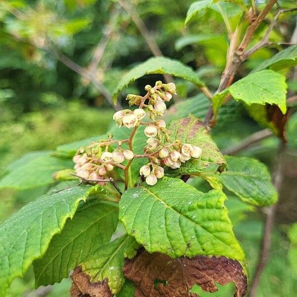 Meliosma flexuosa Flors