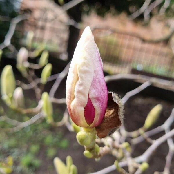 Magnolia × soulangeana Flower