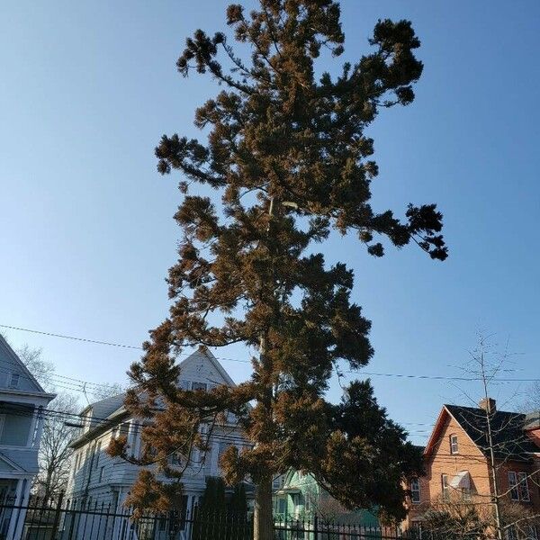 Cryptomeria japonica Habitatea