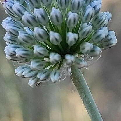 Allium cepa Blüte