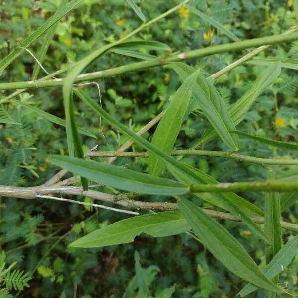 Sida linifolia Leaf