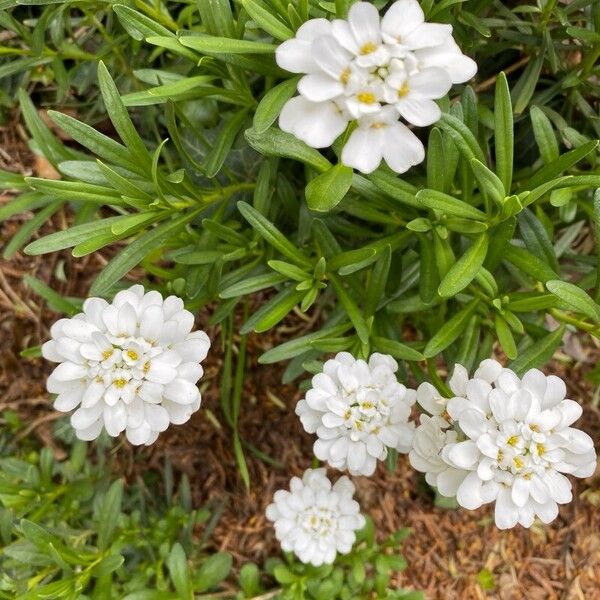 Iberis sempervirens Flower