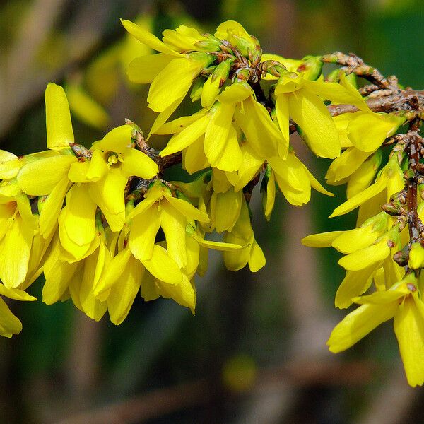 Forsythia suspensa Blomma