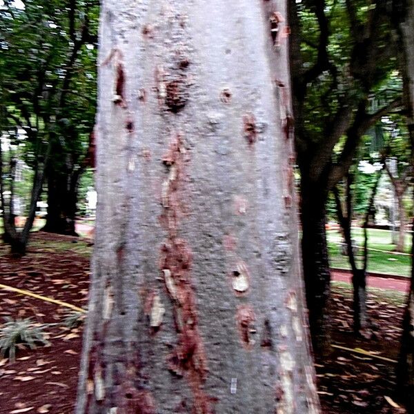 Corymbia citriodora Bark