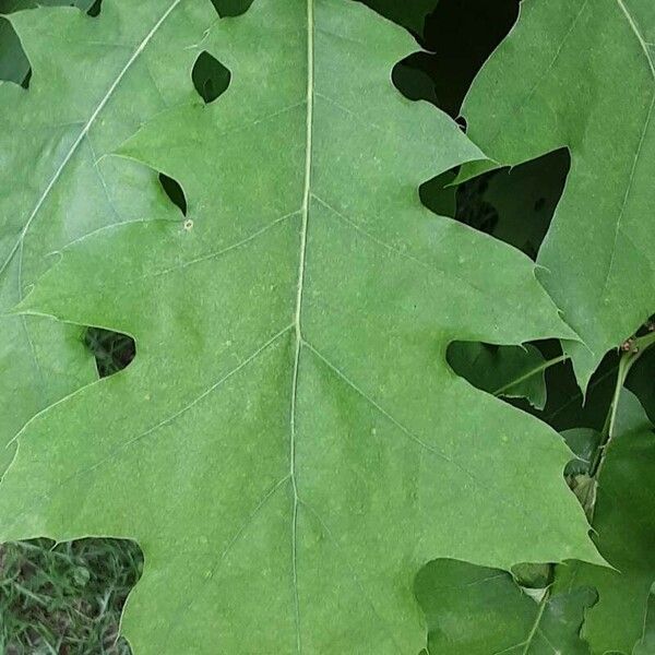 Quercus velutina Листок