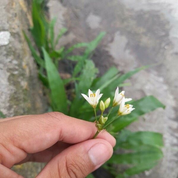 Nothoscordum gracile Кветка