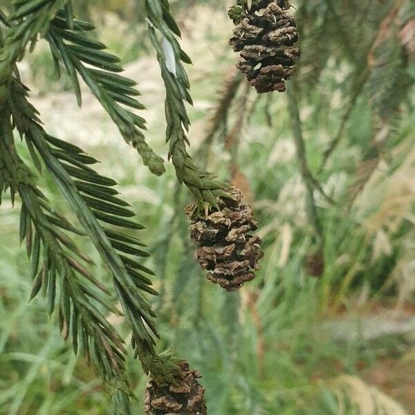 Sequoia sempervirens Frukto