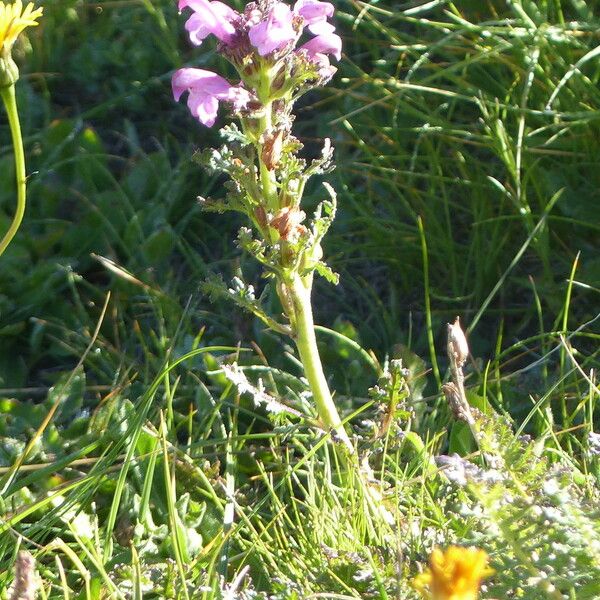 Pedicularis gyroflexa Hábito