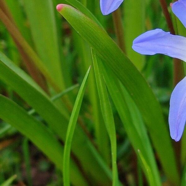 Scilla luciliae برگ