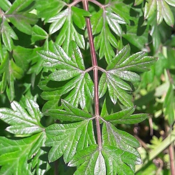 Peucedanum alsaticum Leaf