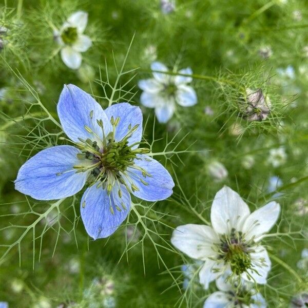 Nigella sativa Flower