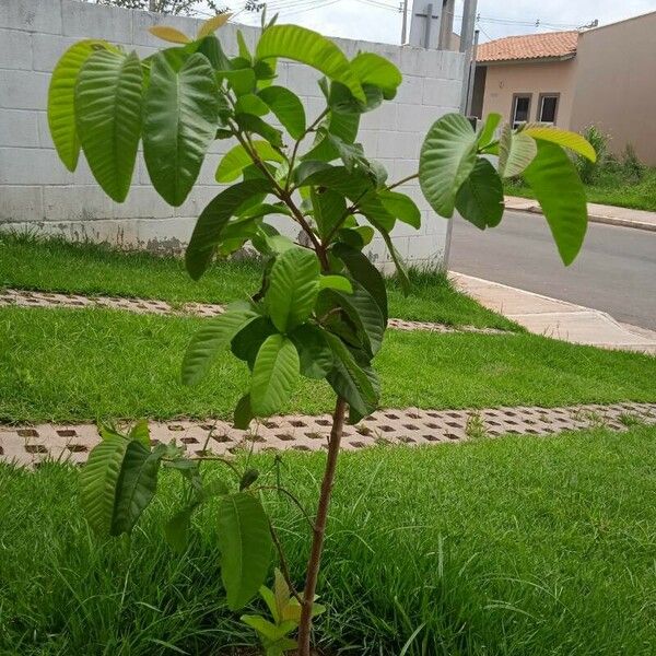 Psidium guajava 葉