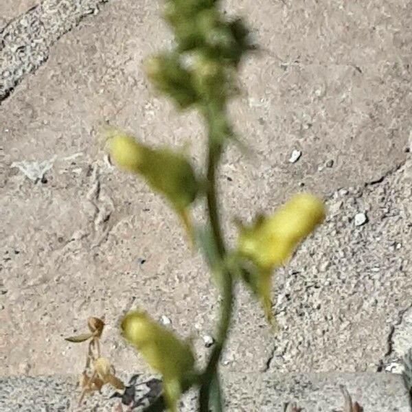 Linaria supina Blomst