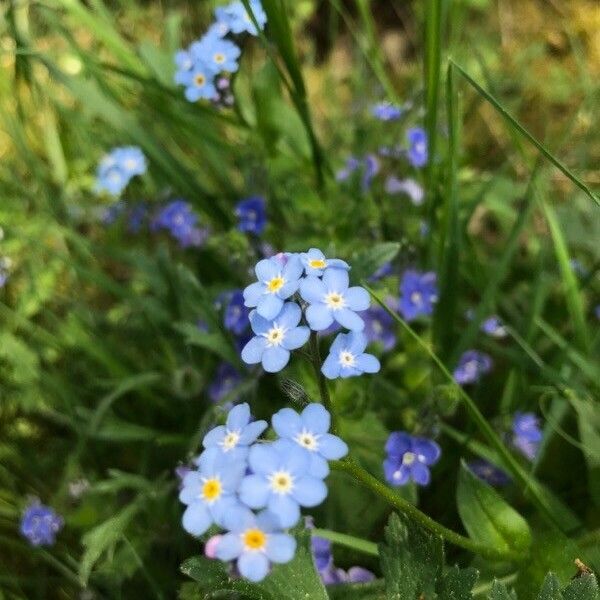 Myosotis stricta Flor