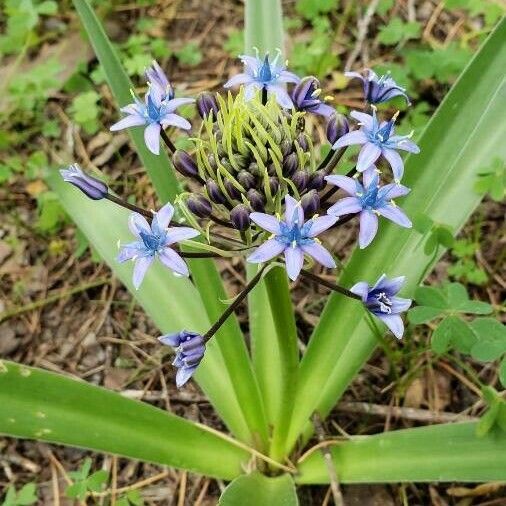 Scilla peruviana Цвят