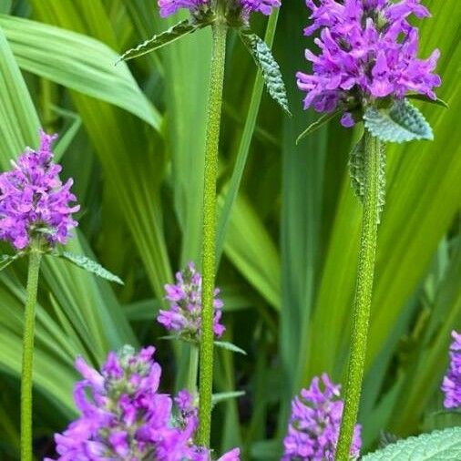 Lythrum salicaria 花