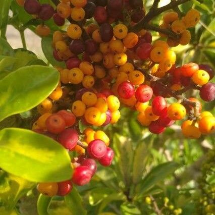 Schefflera arboricola Φρούτο