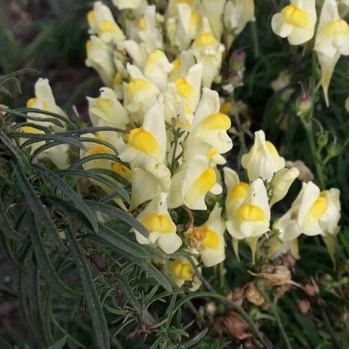 Linaria vulgaris Çiçek