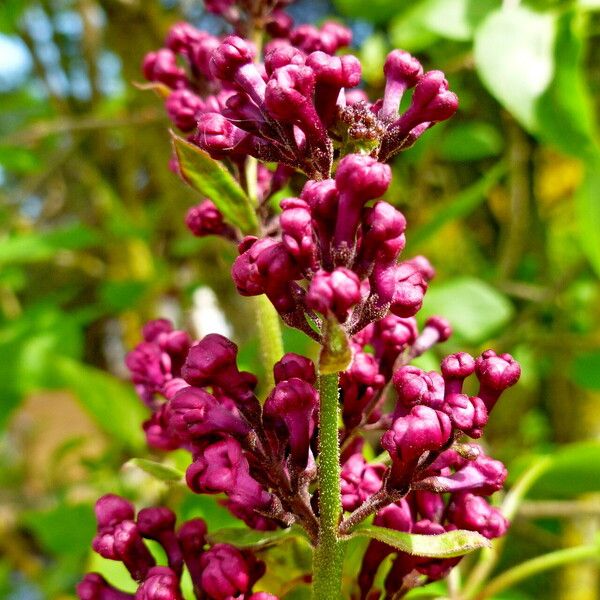 Syringa vulgaris Flor